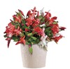 Christmas Cactus 6