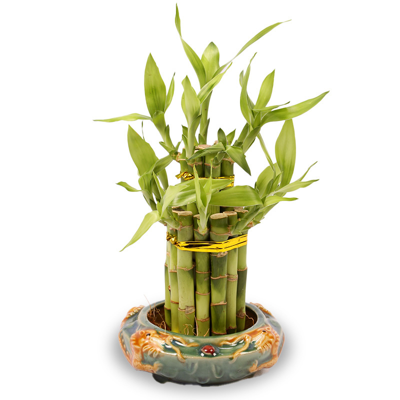 Lucky Bamboo Layer Tower in Dragon Planter a9489 Online Plant Shop