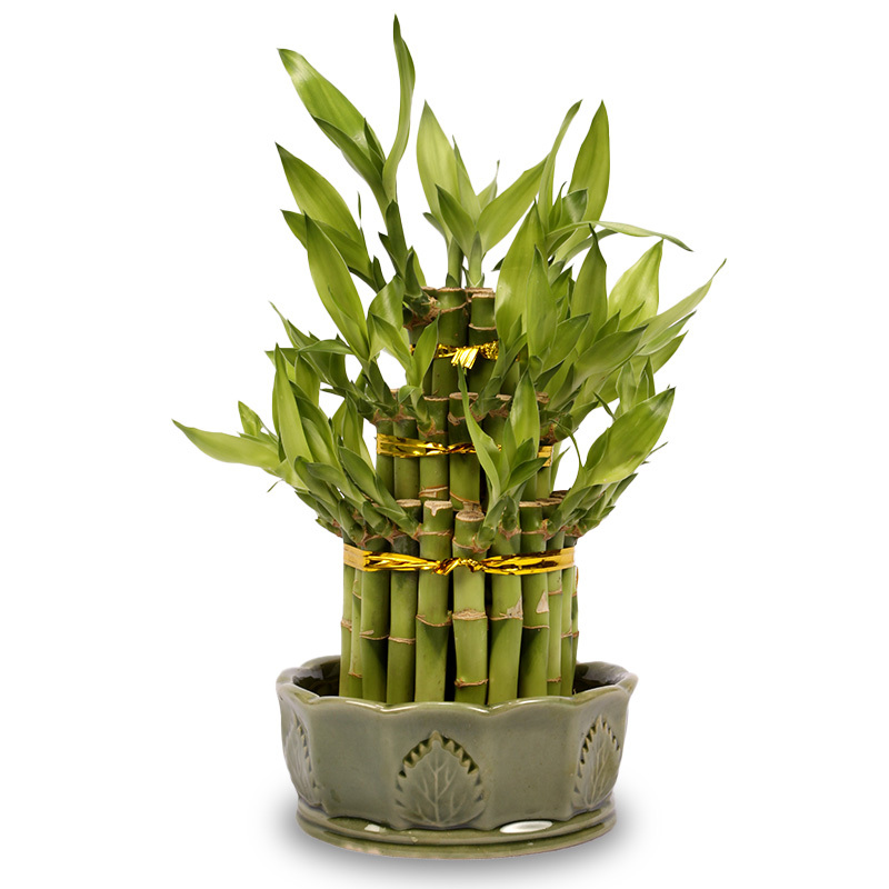Layer Good Fortune Bamboo Plant a9498 Online Plant Shop