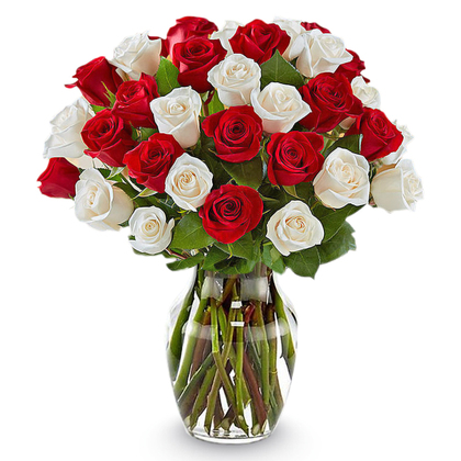 24 Red and White Roses in a Vase