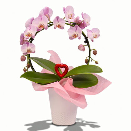 Love Infinity Circle Orchid