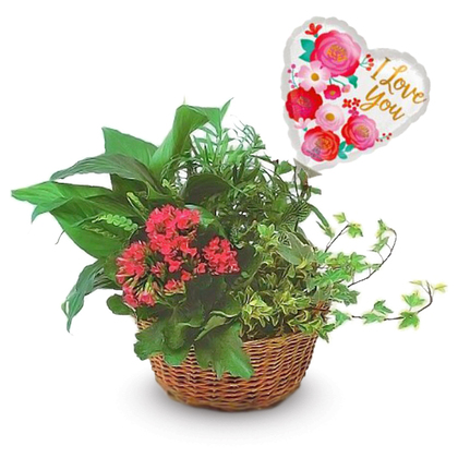 I Love You Blooming Dish Garden