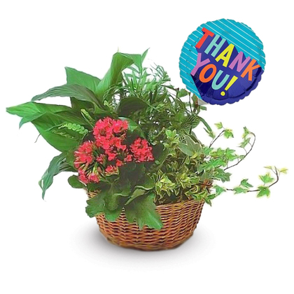 Thank You Blooming Dish Garden