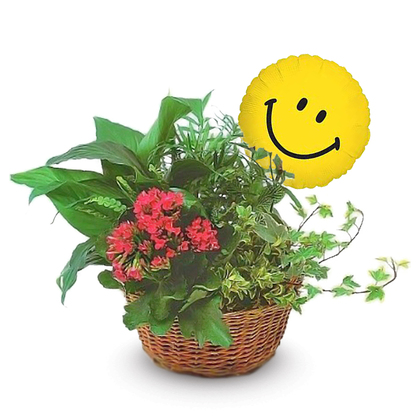 Happy Smiles Blooming Dish Garden