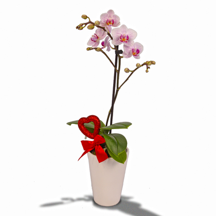 Love Mini Orchid