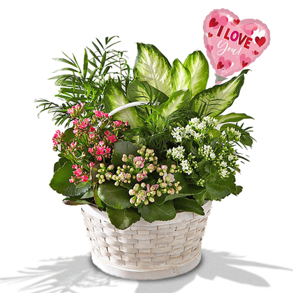 Love Blooms Dish Garden