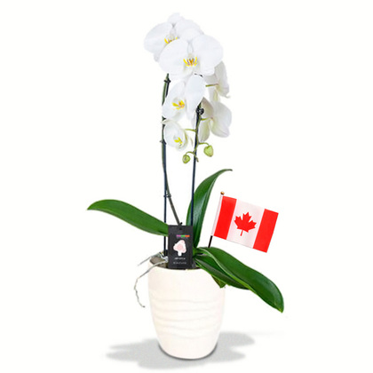 Premium Orchid Plant with Canada Flag