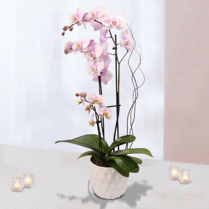 Pink Magnifica and Mini Phalaenopsis Orchids